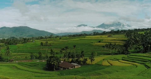 Aerial view of tropical rice fields on mountain cliff with soft morning mist 스톡 동영상 333462339