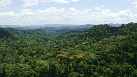 Aerial view of tropical tree canopy, zooming in at the yellow flowers Video stock 169914643
