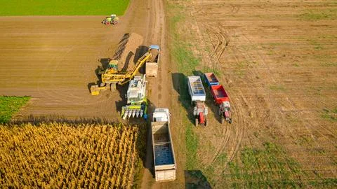 Aerial view on truck shift, loading sugar beet for transportation Stock Photos