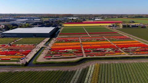 Aerial view of Tulip Experience Amsterdam garden center. Drone landscape Stock Footage 337651659