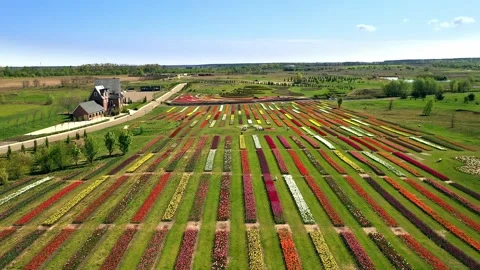 Aerial view of Tulip field Stock-Footage 146662977