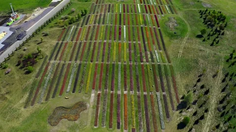 Aerial view of Tulip field Stock Footage 147406266