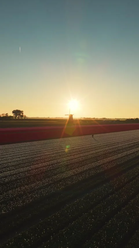 Aerial view of tulip fields and a windmill at sunset, Netherlands. Stock Footage 334330568