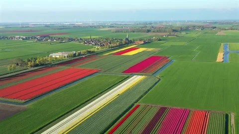 Aerial view of tulip fields in De Weere, Netherlands. Stockbeeldmateriaal 320676790