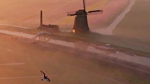 Aerial view of tulip fields glowing beneath windmill at sunrise, Netherlands Stock Footage 313369369