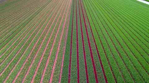 Aerial view of Tulip fields in the Netherlands during springtime. Stock Footage 274366461