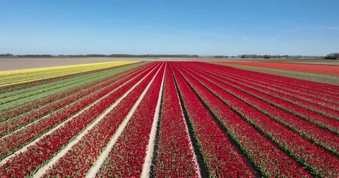 Aerial view of tulip fields in The Netherlands in spring time, agriculture Stock Footage 307544606
