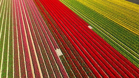 Aerial View of Tulip Fields in Netherlands Stock Footage 339769054
