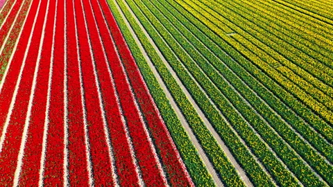Aerial View of Tulip Fields in Netherlands Stock Footage 339769365
