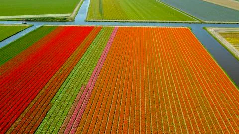 Aerial view of tulip fields in springtime, Holland, the Netherlands Stock Photos