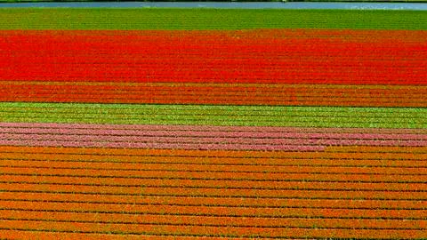 Aerial view of tulip fields in springtime, Holland, the Netherlands Stock Photos