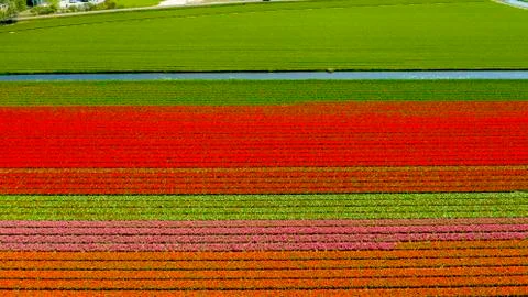 Aerial view of tulip fields in springtime, Holland, the Netherlands Stock Photos