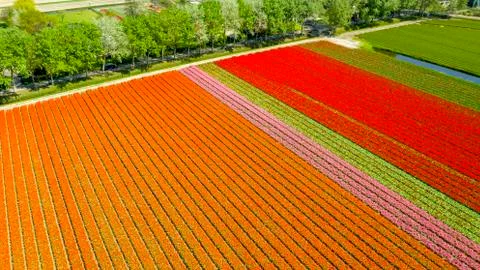 Aerial view of tulip fields in springtime, Holland, the Netherlands Stock Photos