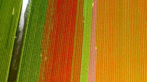 Aerial view of tulip fields in springtime, Holland, the Netherlands Stock-Fotos