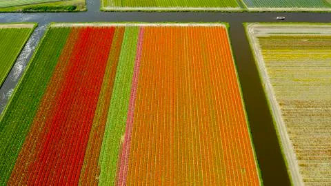 Aerial view of tulip fields in springtime, Holland, the Netherlands Stock Photos