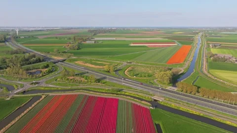 Aerial view of tulip fields with vehicles driving past in rural Holland Stock Footage 313367391