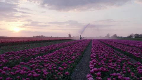 Aerial view of tulip fields with windmill at sunset, Netherlands. Video stock 279752443