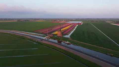 Aerial view of tulip patchwork near waterway and iconic Dutch windmill Stock Footage 313365177