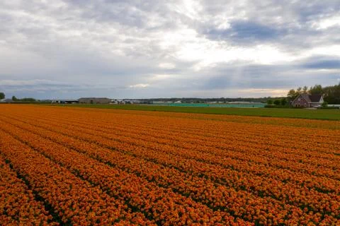 Aerial view of tulip planted fields in the Keukenhof district. Spring in the Stock Photos
