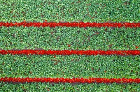Aerial view of tulip planted fields in the Keukenhof district. Spring in the Stock Photos