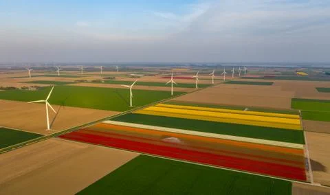 Aerial view of tulip planted fields in the Dronten area. Spring in the Stock Photos