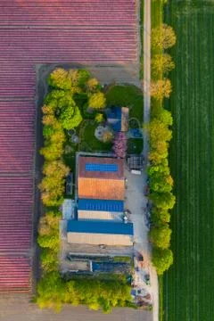 Aerial view of tulip planted fields in the Dronten area. Spring in the Stock Photos