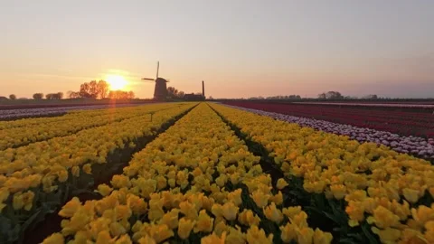 Aerial view of tulip rows and canal mirroring sunset glow and windmill Stock Footage 313364182