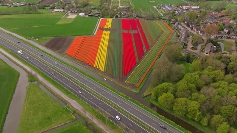 Aerial view of tulip rows parallel to countryside motorway in the Netherlands Stock Footage 313166034