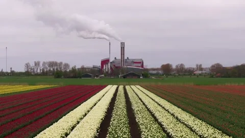 Aerial view of tulip-striped fields with vintage industrial site, Netherlands Stock Footage 313362134
