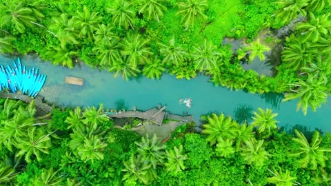 Aerial view of a turquoise river winding through lush green palm tree jungle Stock Footage 323852795