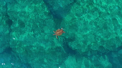 Aerial view of Turtle swims in clear blue ocean Stock Footage 338146993