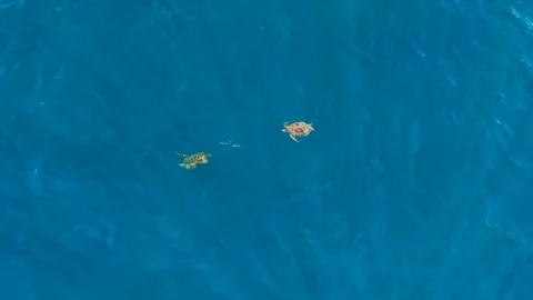Aerial view of Turtle swims in clear blue ocean Stock Footage 338146997
