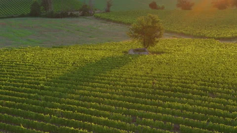 Aerial view of Tuscan diagonally patterned vineyard with tree in the centre Stock Footage 138422366