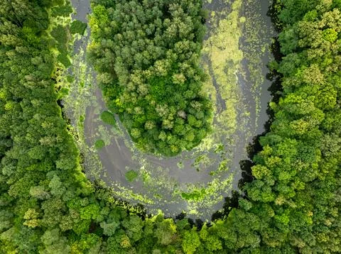 Aerial view of twisting river in lush green summer forest. Stock Photos