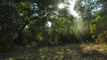 Aerial view of two beekeepers man checking wooden frame, Corsica 動画素材 85471768