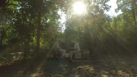 Aerial view of two beekeepers man checking wooden frame, Corsica Stock Footage 85556557