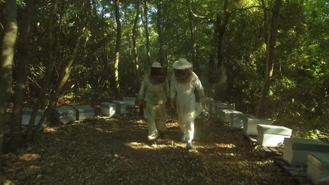 Aerial view of two beekeepers smoke the bees acrosss the hives, Corsica Stock Footage 85556576