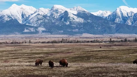 Aerial view of two bison grazing across open plains with dramatic snow-capped Stock Footage 332765179