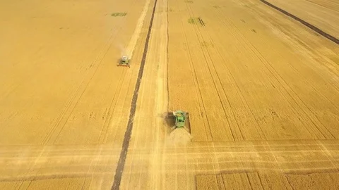 Aerial view: Two combines harvesting wheat grain. Harvesters cutting wheat Stock Footage 79140161