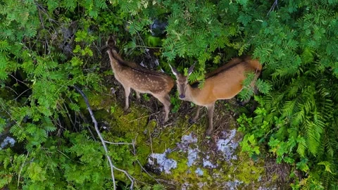 Aerial view of two deer in a lush green forest, Norway. Stock Footage 341964568