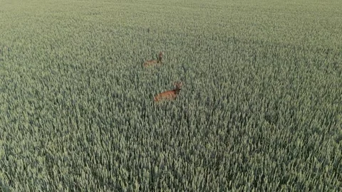 An aerial view of two deer moving through a field of lush green crops Stock Footage 344231291
