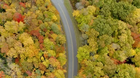 Aerial View of Two Dense Clusters of Yellow and Orange Plants Stock Footage 311394291