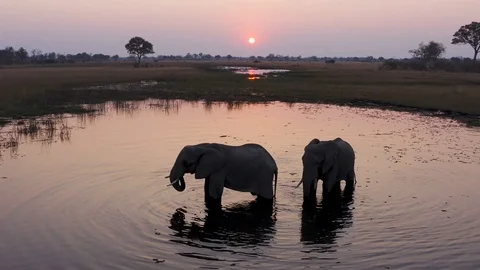Aerial view of two elephants drinking in a river at sunset in the Okavango Vídeo Stock 118051922
