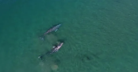 Aerial View of Two Grey Whales During Spring Migration Stock Footage