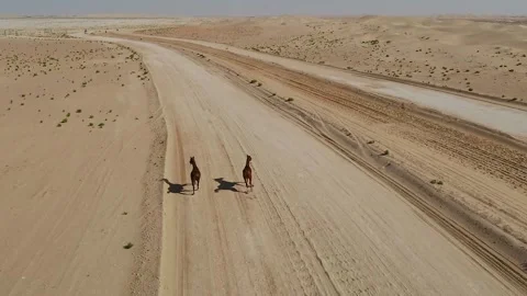 Aerial view two horses running free in the desert of Al Khatim. Stock Footage 345224515