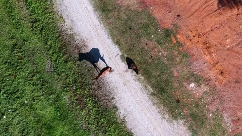 Aerial View of Two Horses Walking Along a Dirt Path in a Natural Landscape Video stock 339855850