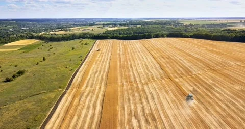 Aerial view of two modern combines harvesting wheat on the field. Stock Footage 135815814