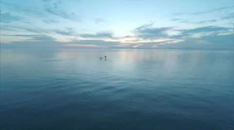 Aerial view  Two pelicans birds flying from the water on a calm ocean during Stock Footage 58650108