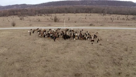Aerial view two shepherds on horses and dogs lead herd of cows on field to road Stock Footage 147453265