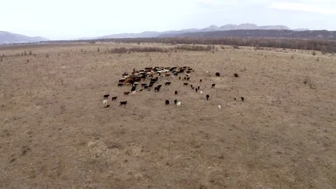 Aerial view two shepherds on horses with dogs gathering herd of grazing cows Stock Footage 147485308